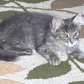 Stella -  Domestic Long Hair Cat for Adoption in Traverse City, Michigan - Stella | PetCurious