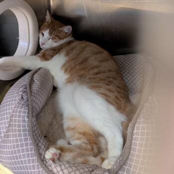 Domestic Short Hair Cats Available for Adoption - Elijah | PetCurious