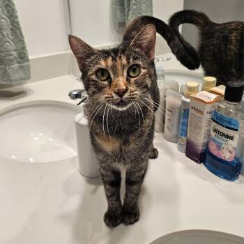 Barilla -  Tabby Cat for Adoption in Columbia, South Carolina - Barilla | PetCurious