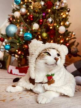 Domestic Short Hair Cats Available for Adoption - Lana | PetCurious