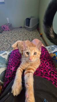 Mojo -  Domestic Short Hair Cat for Adoption in Antioch, California - Mojo | PetCurious