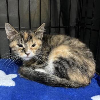 Shumai -  Domestic Short Hair Cat for Adoption in Lynchburg, Virginia - Shumai | PetCurious