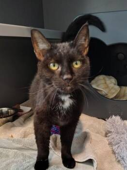WENDY -  Domestic Short Hair Cat for Adoption in Leesburg, Virginia - WENDY | PetCurious