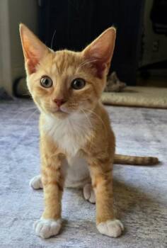 Kaden -  Domestic Short Hair Cat for Adoption in West Palm Beach, Florida - Kaden | PetCurious