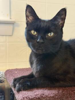 Domestic Short Hair Cats Available for Adoption in Windsor, Connecticut - Ri-Ri -- In Foster Care | PetCurious