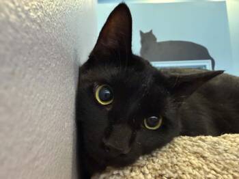 Domestic Short Hair Cats Available for Adoption in West Lafayette, Indiana - Coal (cafe) | PetCurious