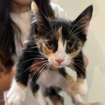 Gracie -  Domestic Medium Hair Cat for Adoption in Bentonville, Arkansas - Gracie | PetCurious