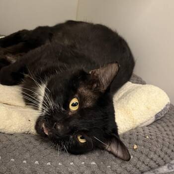 Boulder -  Domestic Short Hair Cat for Adoption in West Palm Beach, Florida - Boulder | PetCurious