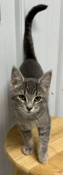 Sebastian -  Domestic Short Hair Cat for Adoption in Webster City, Iowa - Sebastian | PetCurious