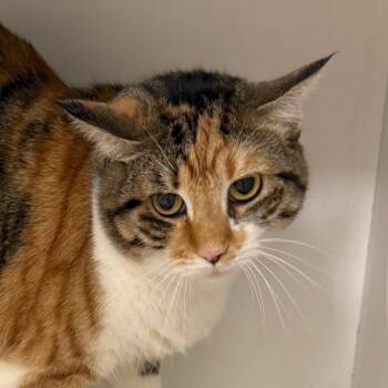 Morrigan -  Domestic Short Hair Cat for Adoption in Cumming, Georgia - Morrigan | PetCurious