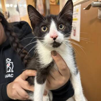 Domestic Medium Hair and Domestic Short Hair Cats Available for Adoption - Liam | PetCurious