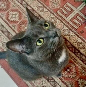 Domestic Short Hair Cats Available for Adoption in Vaughan, Ontario - Mousse | PetCurious