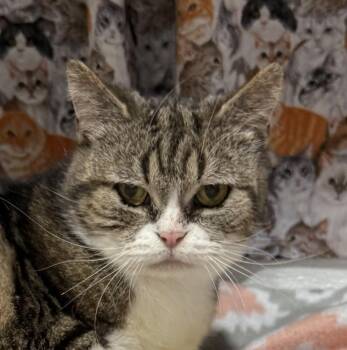 Keeley -  Manx Cat Available for Adoption in Jackson, Georgia - Keeley | PetCurious