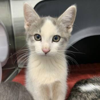 Domestic Short Hair Cats Available for Adoption in Morganton, North Carolina - Vito | PetCurious