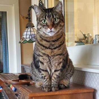 Rescue Domestic Short Hair Cats for Adoption in Morgan Hill, California - Big Boy | PetCurious