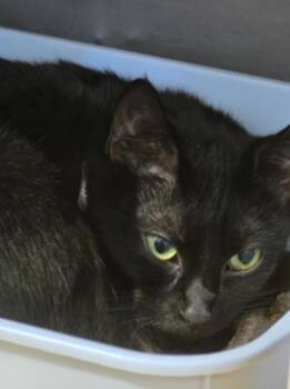 Rescue Domestic Short Hair Cats for Adoption in Marshall, North Carolina - Bashful Bat | PetCurious