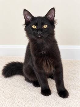 Gunner -  Domestic Medium Hair Cat for Adoption in Rio Linda, California - Gunner | PetCurious