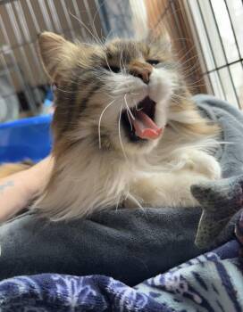 Domestic Long Hair Cats Available for Adoption - Molly | PetCurious