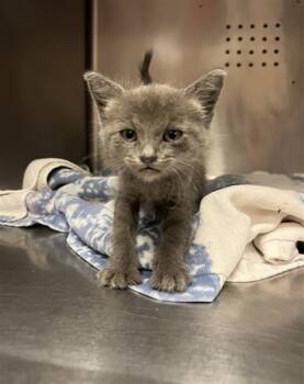 Rescue Domestic Short Hair Cats for Adoption in Rancho Cucamonga, California - CARL | PetCurious