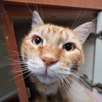 Rescue Domestic Short Hair Cats for Adoption in South Elgin, Illinois - Butters | PetCurious