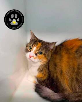 Lilou -  Domestic Short Hair Cat for Adoption in Delson, Quebec - Lilou | PetCurious