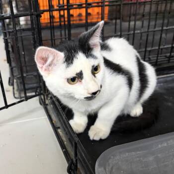 Jessie -  Domestic Short Hair Cat for Adoption in Kingman, Arizona - Jessie | PetCurious
