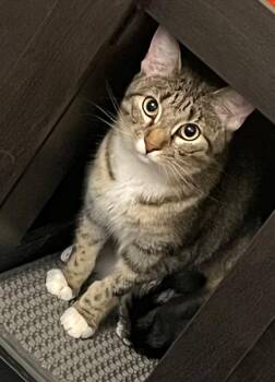 Domestic Short Hair Cats Available for Adoption in Gorham, Maine - Pop Rocks | PetCurious