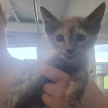 Lindsey -  Domestic Medium Hair Cat for Adoption in Clarksdale, Mississippi - Lindsey | PetCurious