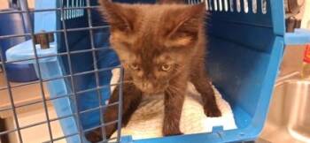 Mabel -  Domestic Short Hair Cat for Adoption in Atlanta, Georgia - Mabel | PetCurious