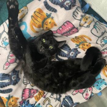 Rescue Domestic Short Hair Cats for Adoption in Greenbelt, Maryland - Meeks | PetCurious