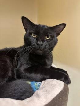 Yamaha -  Domestic Short Hair Cat for Adoption in King William, Virginia - Yamaha | PetCurious