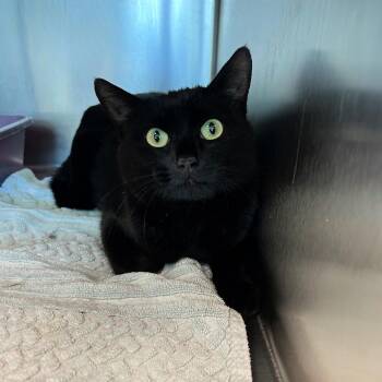 Comet -  Domestic Short Hair Cat for Adoption in Lindon, Utah - Comet | PetCurious