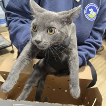 Rescue Domestic Short Hair Cats for Adoption in Newark, New Jersey - Lucky Hope | PetCurious