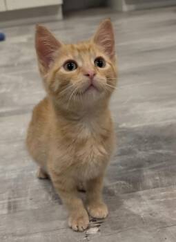 Colby -  Domestic Short Hair Cat for Adoption in Lauderdale, Minnesota - Colby | PetCurious
