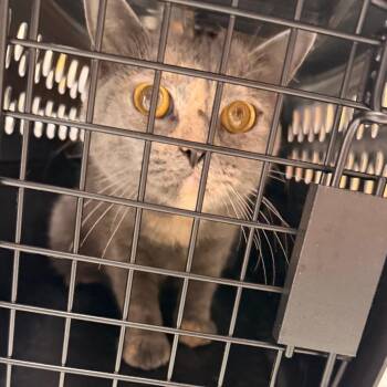 Suga Ray -  Domestic Short Hair Cat for Adoption in Philadelphia, Pennsylvania - Suga Ray | PetCurious
