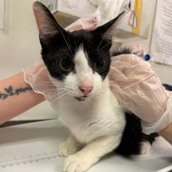 Yinz -  Domestic Medium Hair Cat for Adoption in Charleston, West Virginia - Yinz | PetCurious
