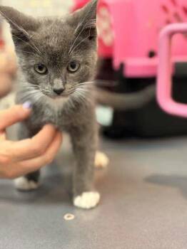 Domestic Short Hair Cats Available for Adoption in Memphis, Tennessee - Lord Sockington | PetCurious