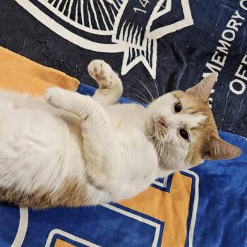 Sabin -  Domestic Short Hair Cat for Adoption in Sandy Springs, Georgia - Sabin | PetCurious
