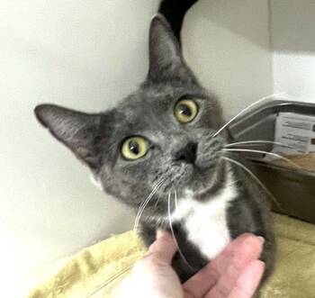 Rescue Domestic Short Hair Cats for Adoption in Savannah, Georgia - Boogie | PetCurious