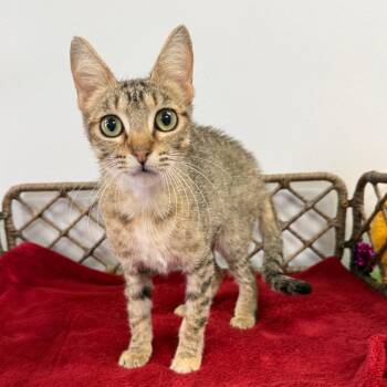 Domestic Short Hair Cats Available for Adoption in Houston, Texas - Rainbow | PetCurious