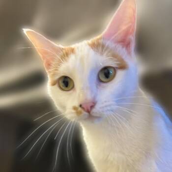 Domestic Short Hair Cats Available for Adoption - Scar | PetCurious