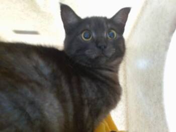 Domestic Short Hair Cats Available for Adoption in Salinas, California - SASSY | PetCurious