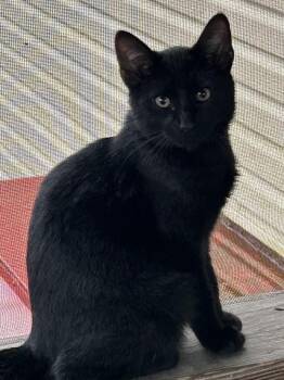 Piney -  Domestic Short Hair Cat for Adoption in Wadsworth, Ohio - Piney | PetCurious