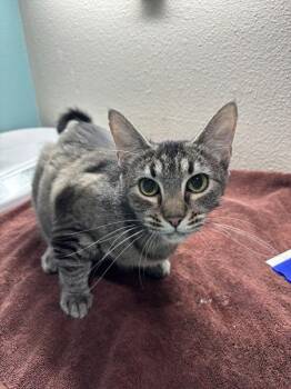Jade -  Domestic Medium Hair Cat for Adoption in Sherwood, Oregon - Jade | PetCurious