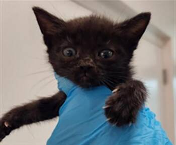 BLOSSOM -  Domestic Short Hair Cat for Adoption in Fort Lauderdale, Florida - BLOSSOM | PetCurious