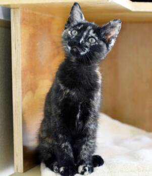 ARIANA -  Tortoiseshell Cat for Adoption in San Clemente, California - ARIANA | PetCurious