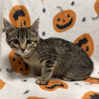 Thumper -  Domestic Short Hair Cat for Adoption in Janesville, Wisconsin - Thumper | PetCurious