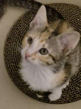 Cotton -  Domestic Short Hair Cat for Adoption in Wheaton, Illinois - Cotton | PetCurious