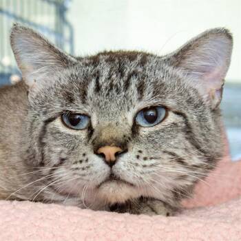 Siamese and Domestic Short Hair Cats Available for Adoption in St. Louis, Missouri - BANE | PetCurious