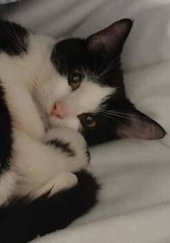 Breve -  Domestic Short Hair Cat for Adoption in Georgetown, Ohio - Breve | PetCurious